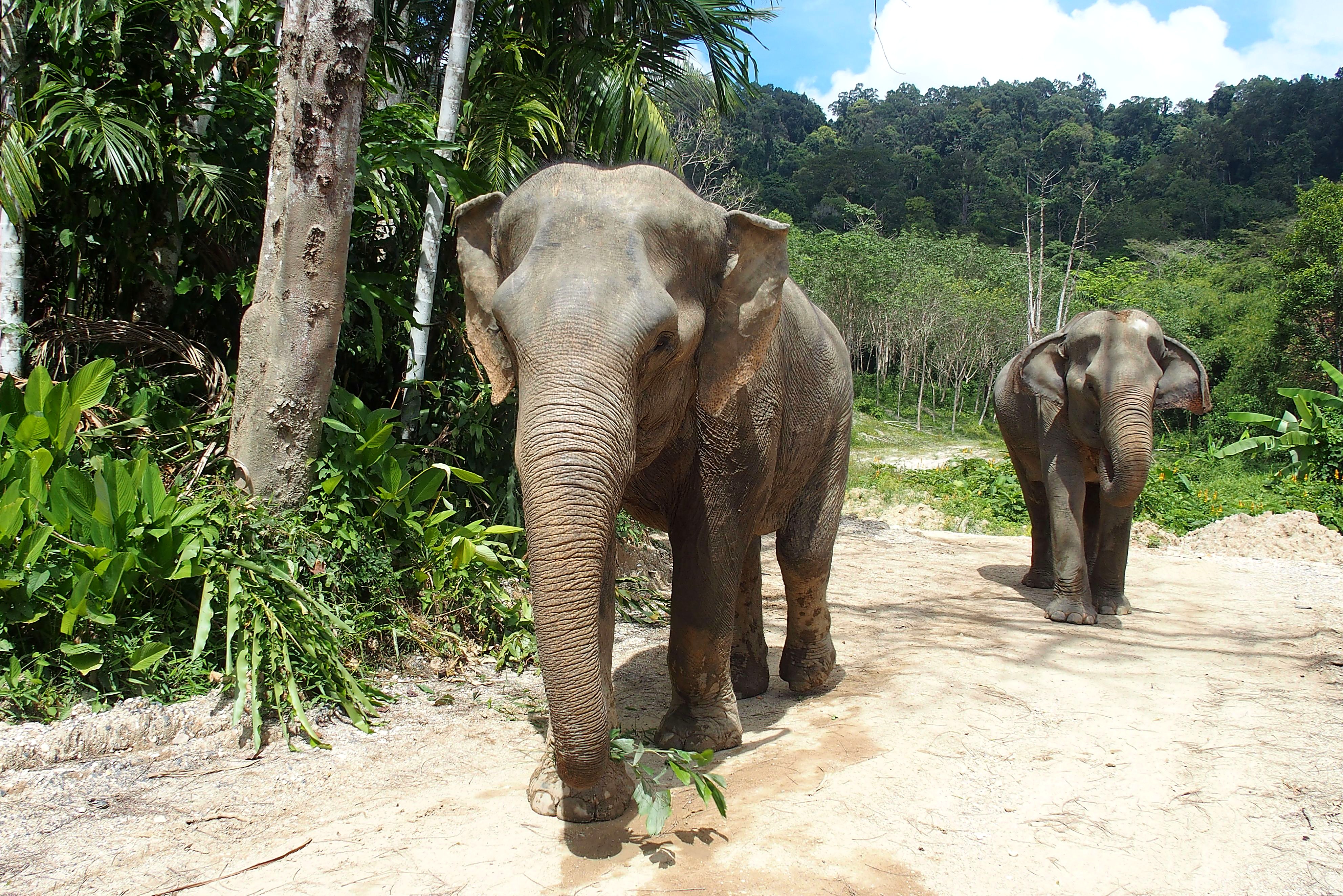 Elephant Sanctuary